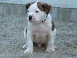 rocky_20211128_1806587724